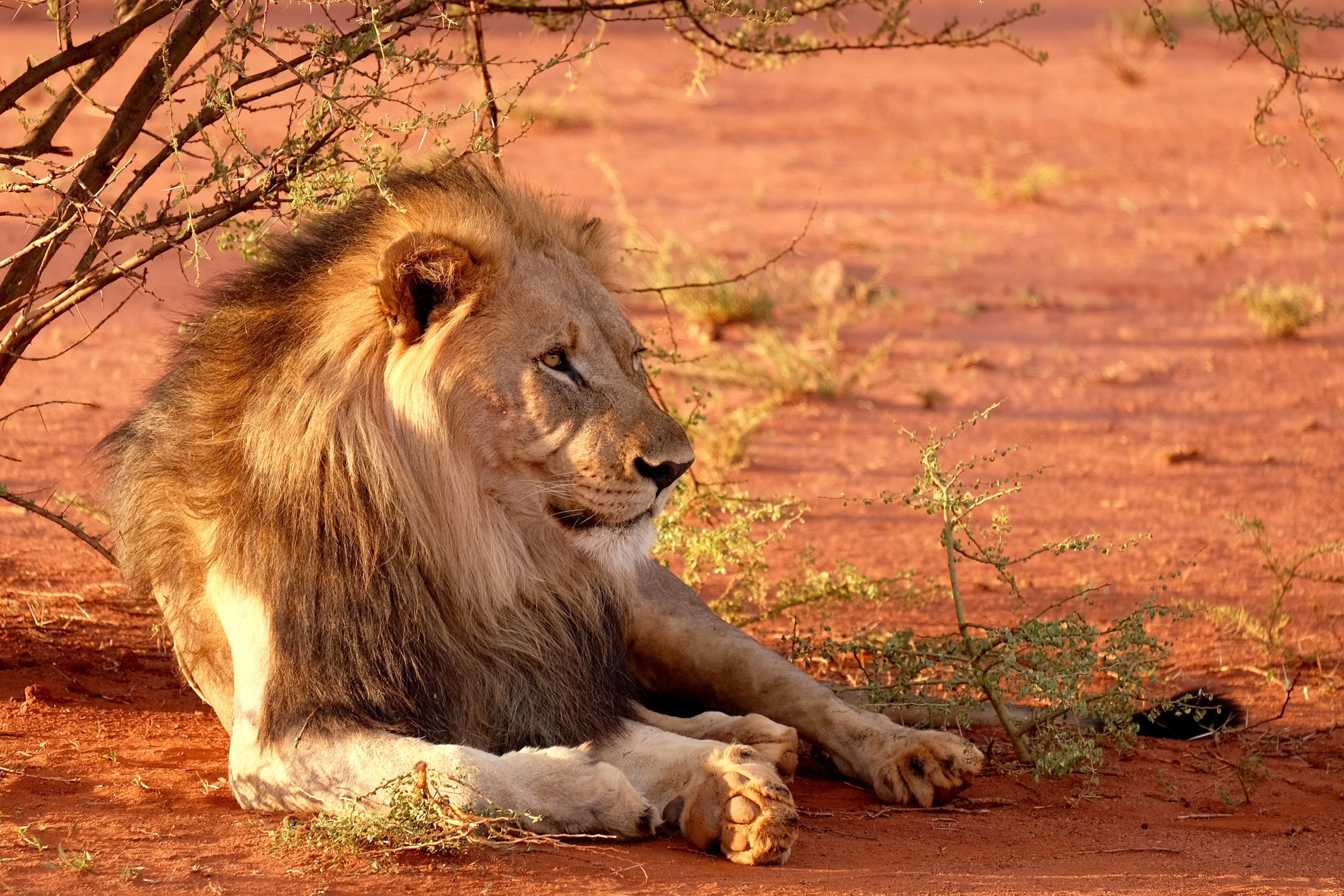Lion