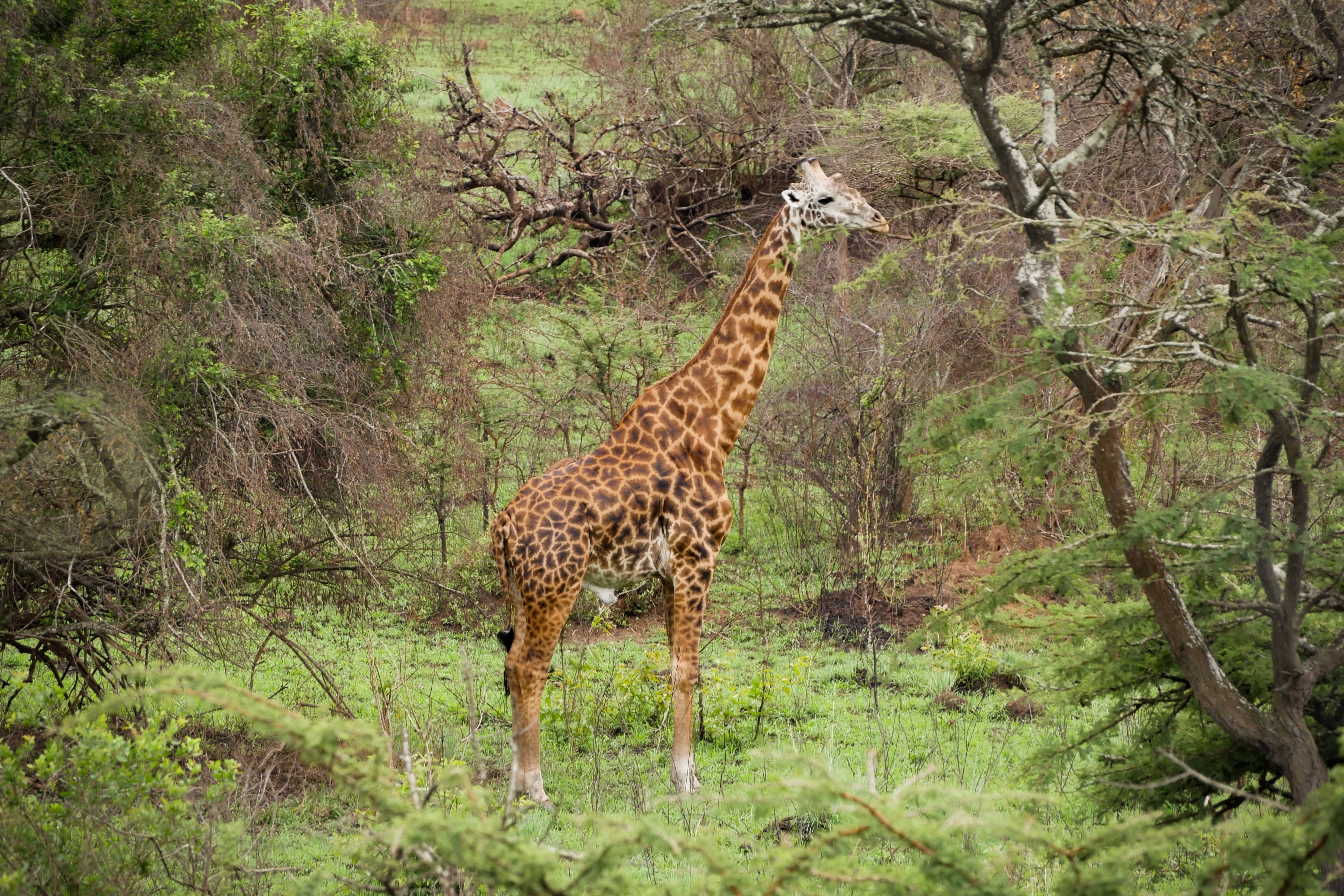 Akagera National Park