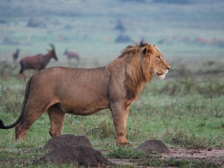 Akagera National Park