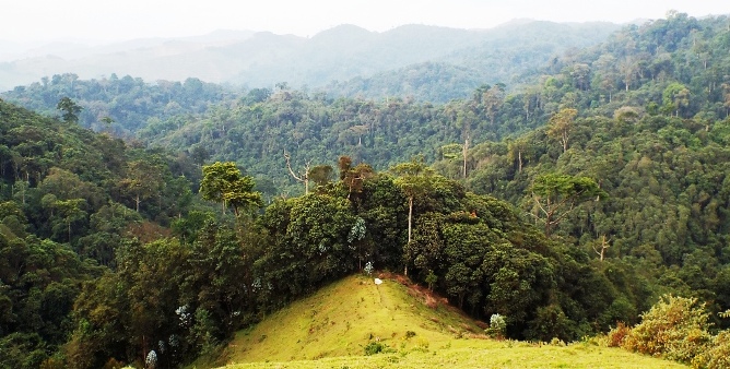 Nyungwe Package