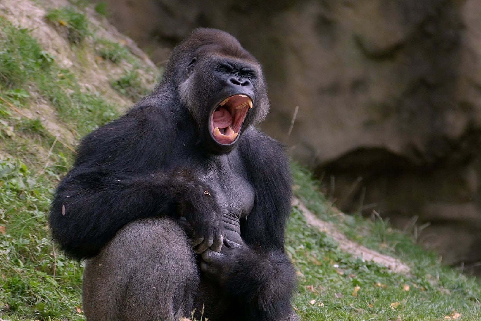 1-Day Gorilla Trekking Safari in Rwanda
