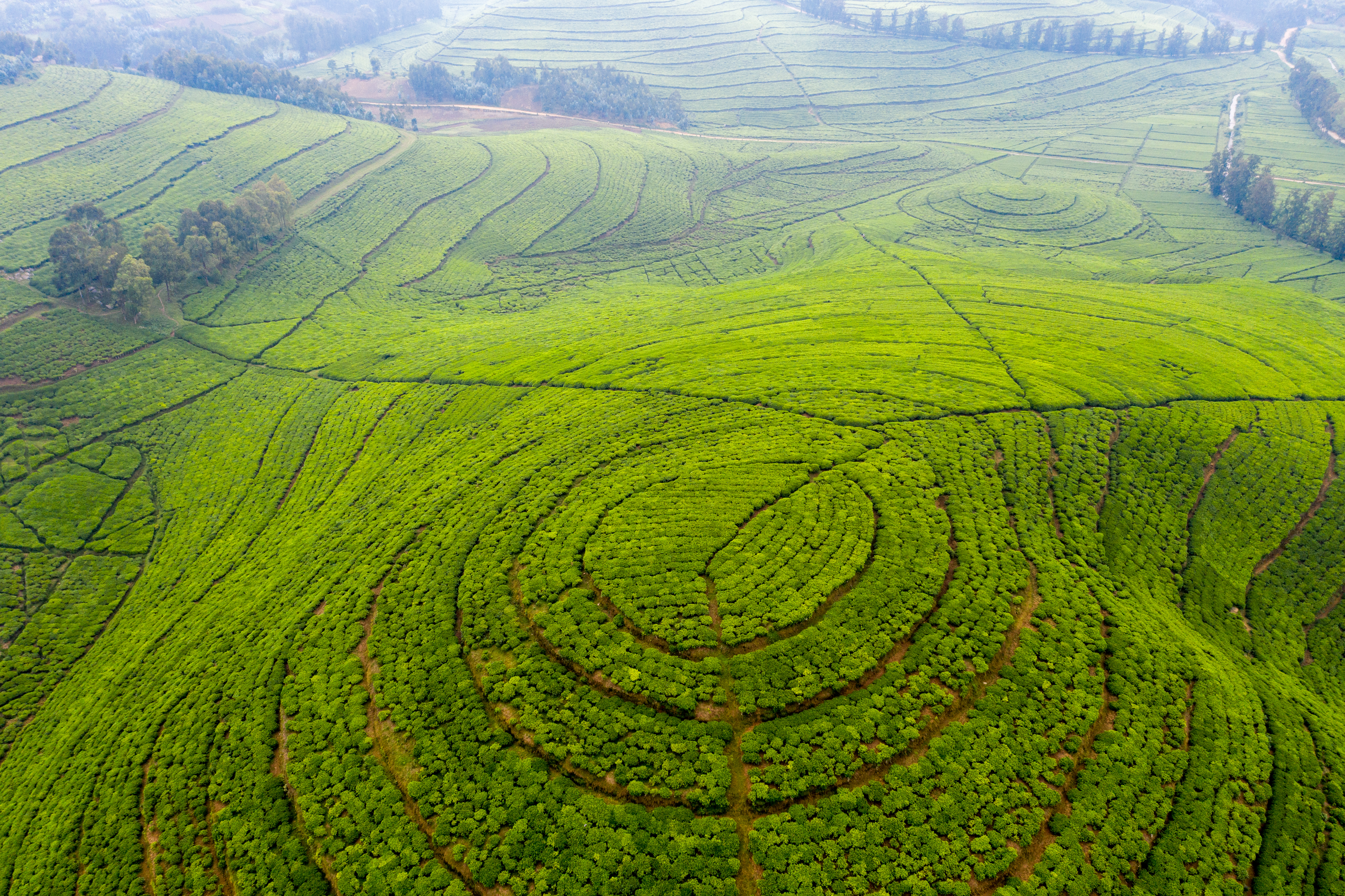 3-Day Lake Kivu and Tea Plantation Experience