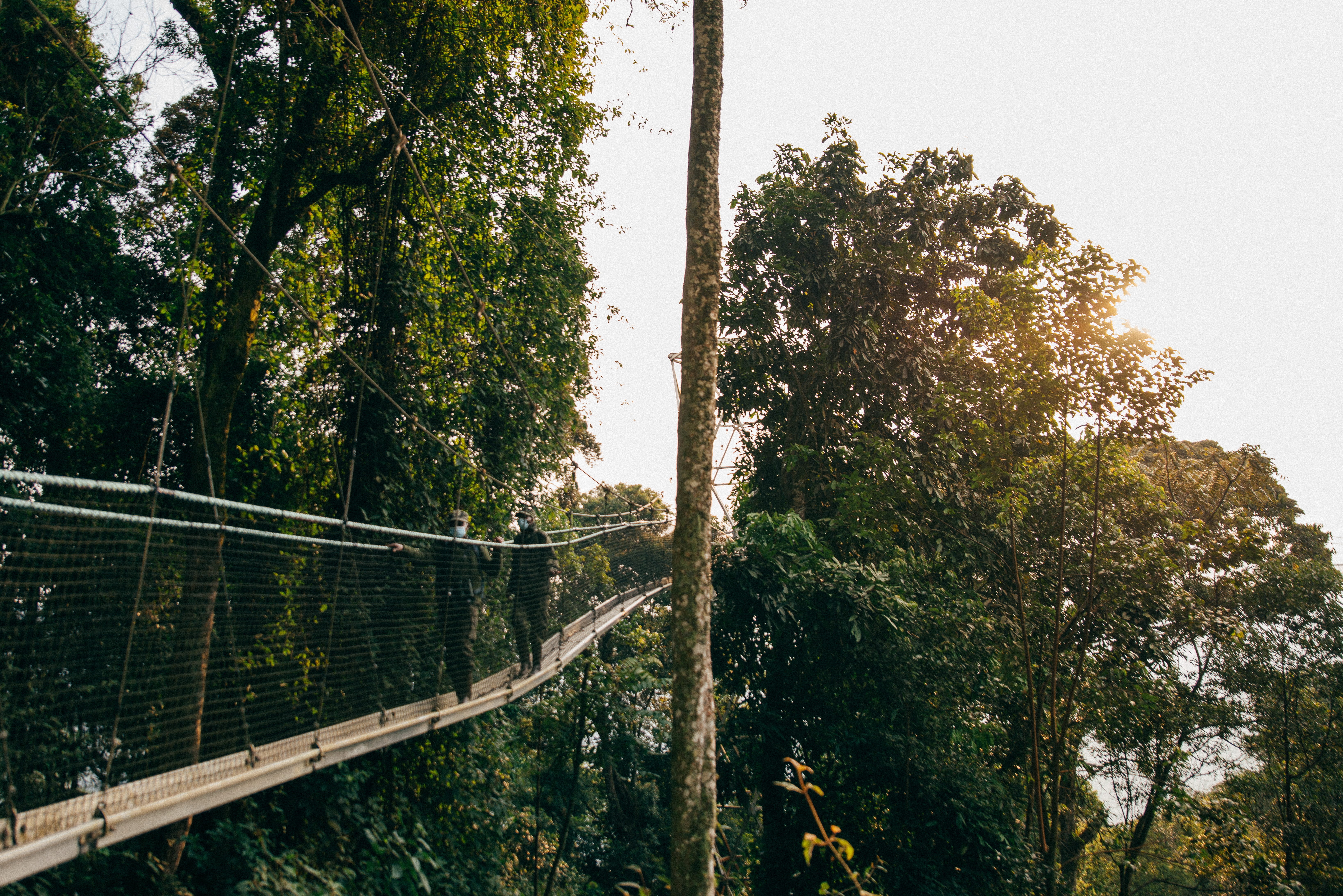 2-Day Nyungwe Canopy and Chimpanzee Tour