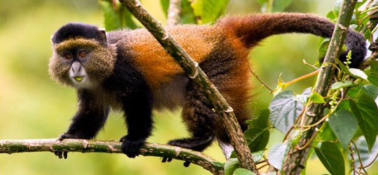 1-Day Golden Monkey Trekking Safari