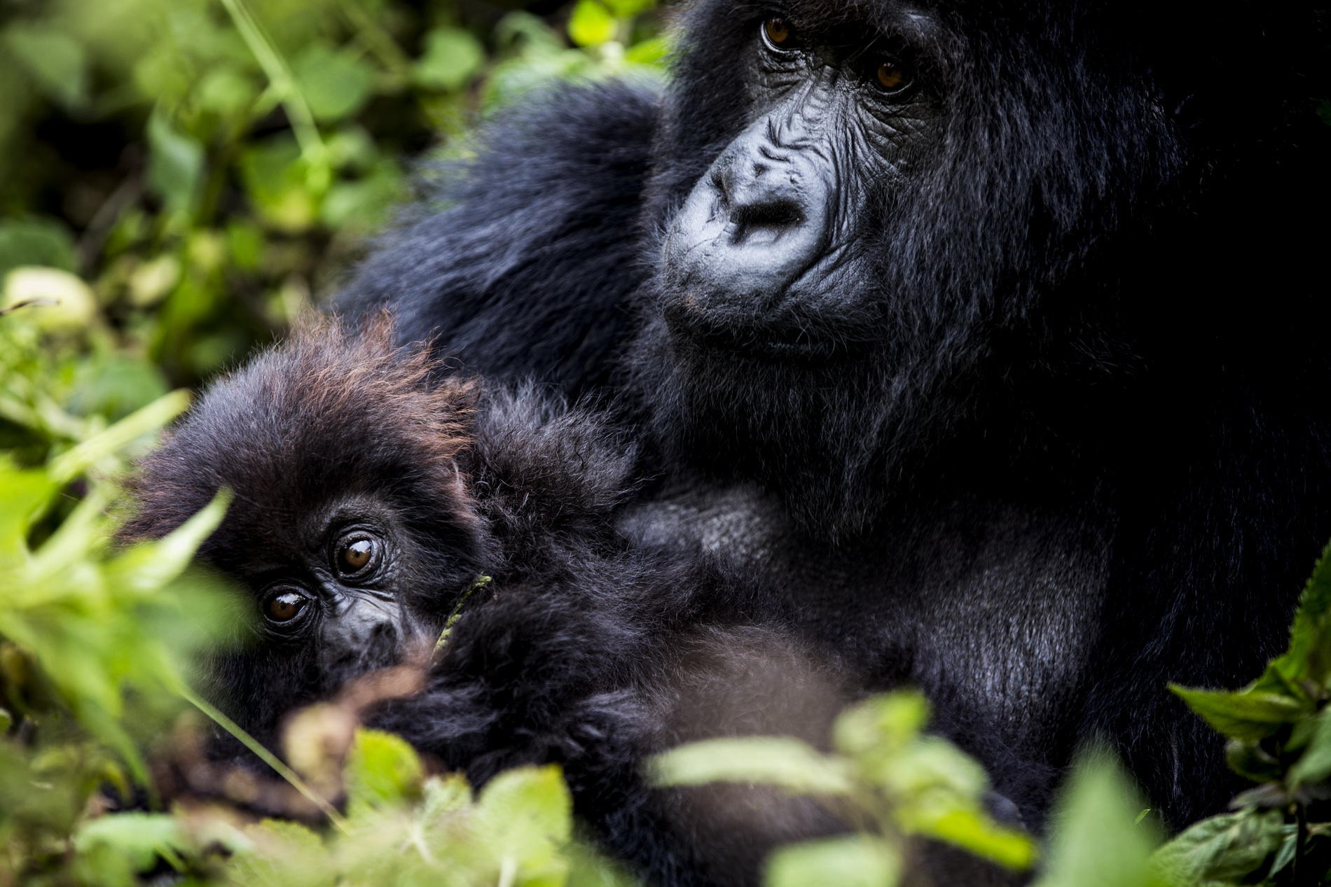 Akagera National Park