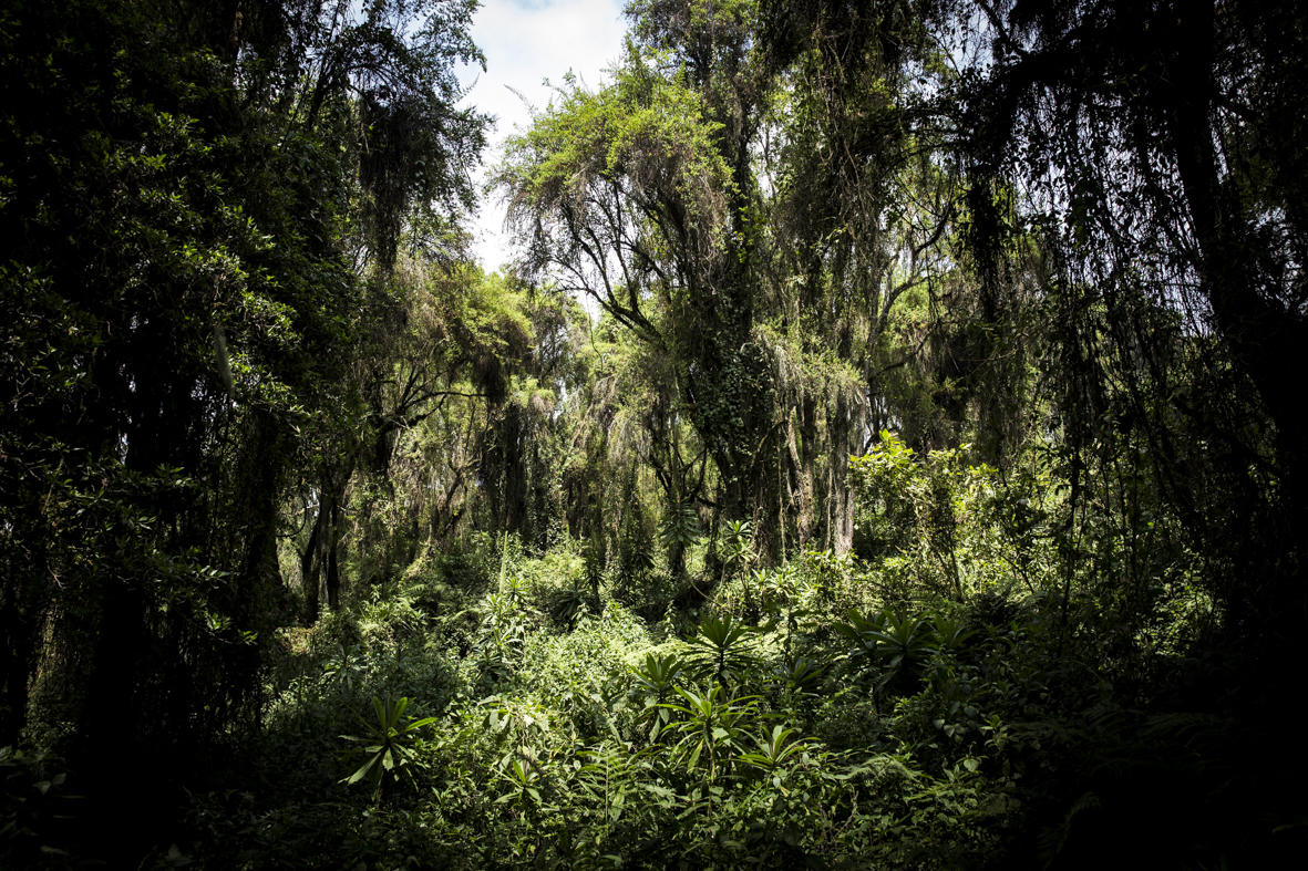 4-Day Volcanoes National Park Experience