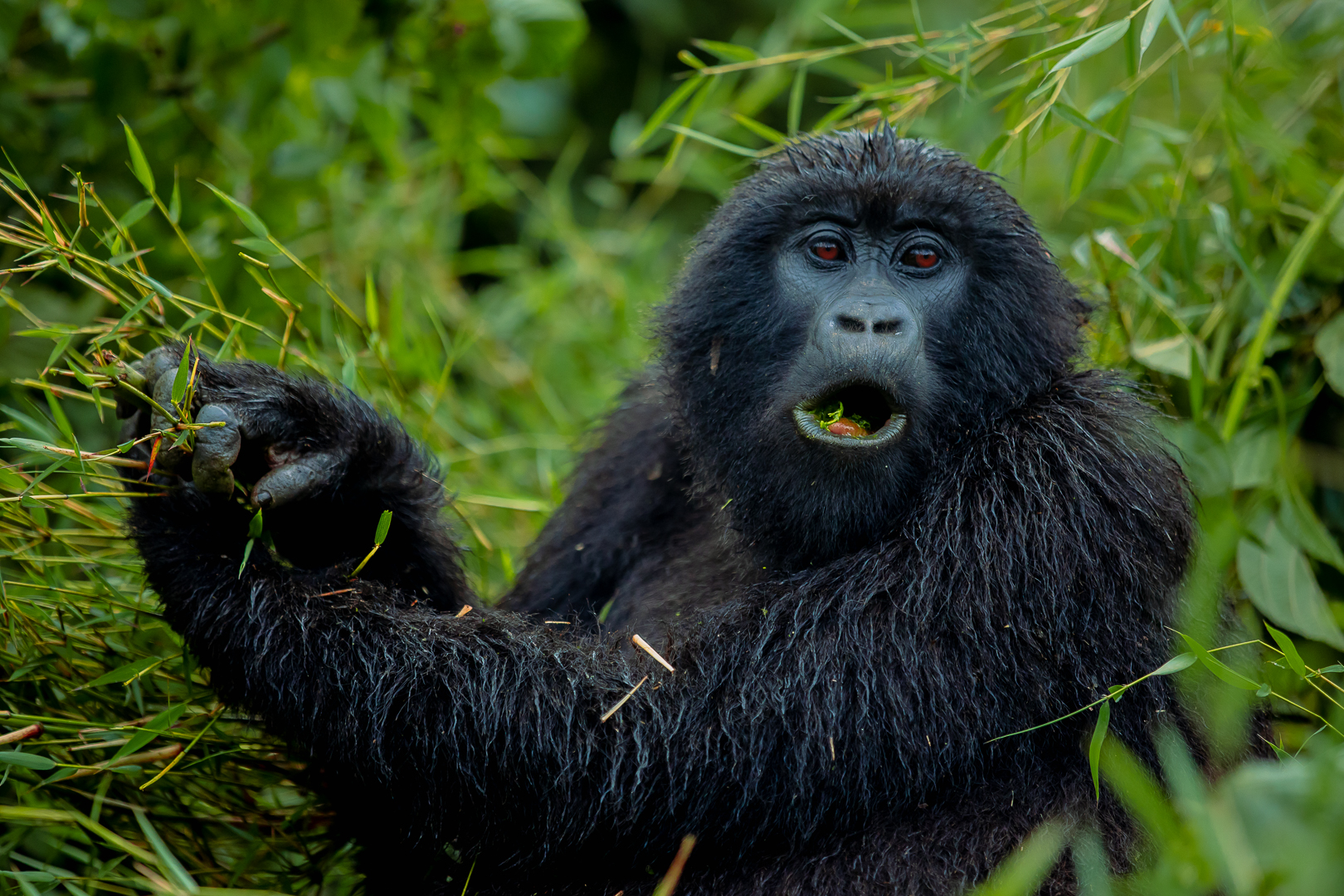 5-Day Gorilla, Golden Monkey and Volcanoes Hikes Tour