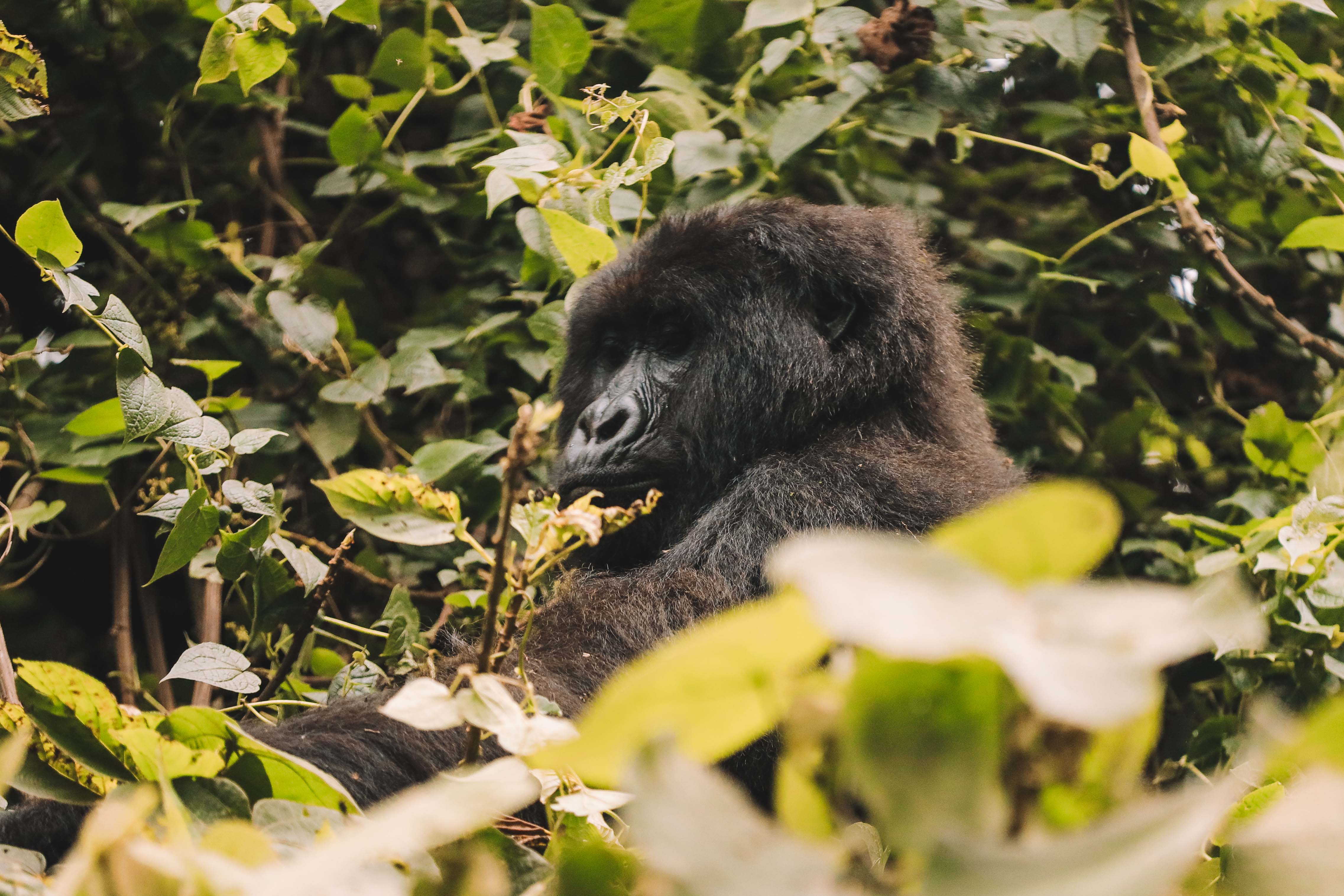 3-Day Nyungwe National Park Exploration