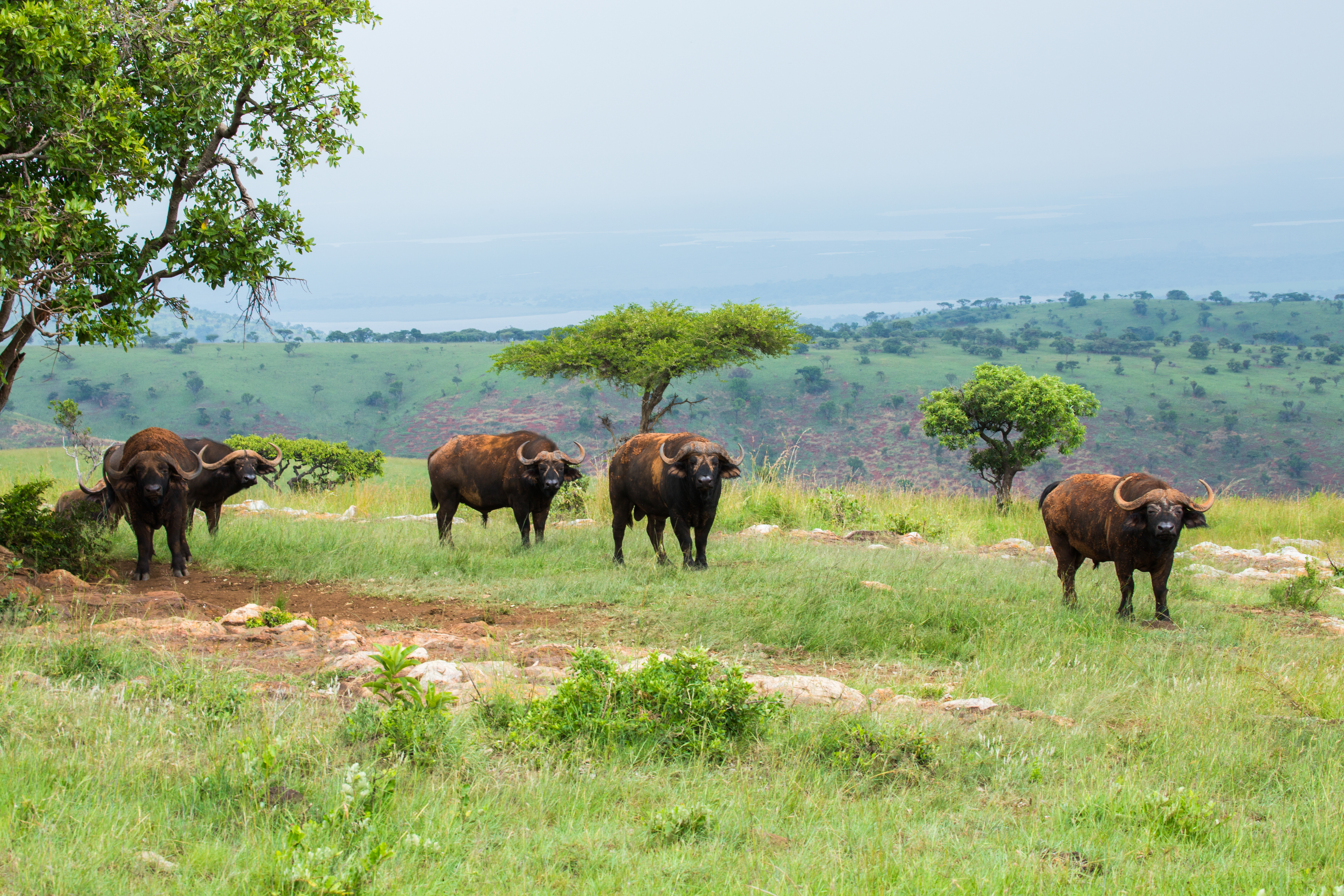 4-Day Akagera Wildlife Safari and Kigali City Tour