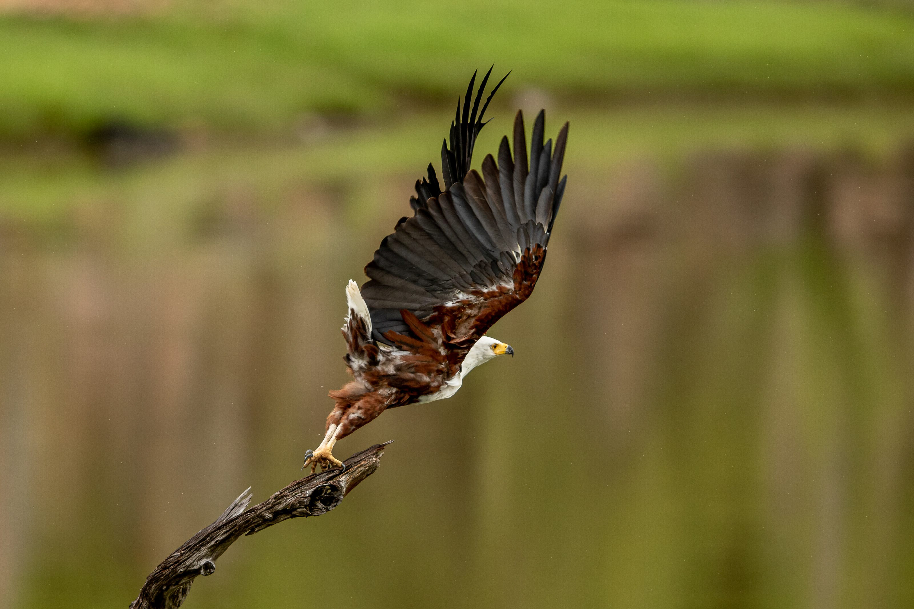 3-Day Akagera Wildlife Safari